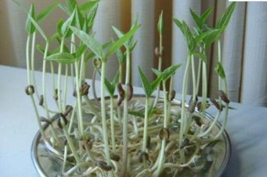绿豆芽怎么生粗壮又白不生根