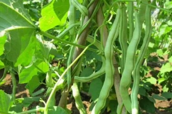 山东芸豆种植时间和方法