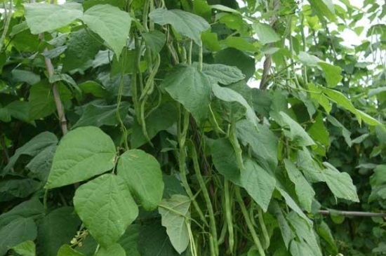 山东芸豆种植时间和方法