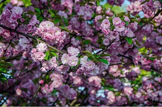 樱花树怎么种植