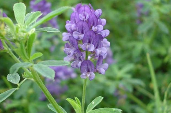 紫花苜蓿怎么种植