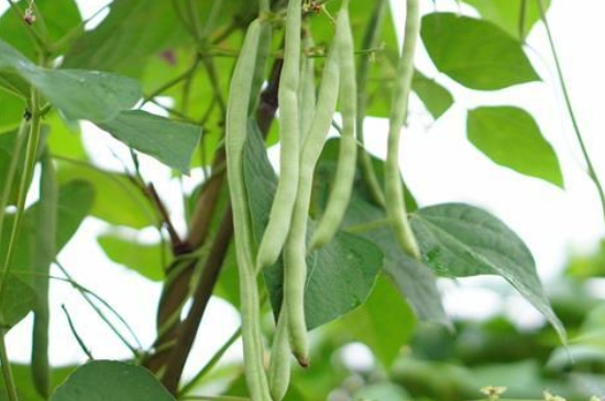 长豆角的种植方法和技术