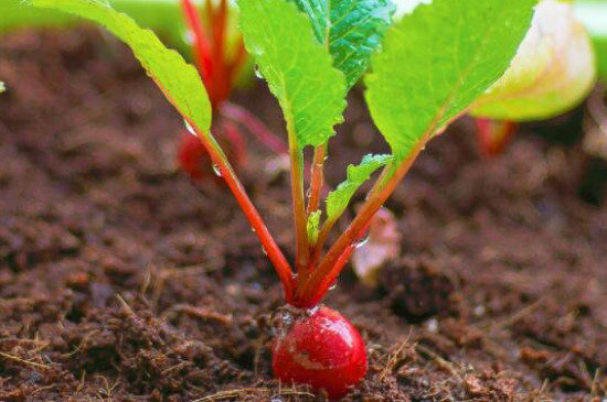 春季水萝卜的种植方法