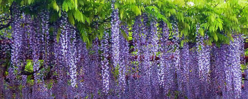 紫藤插枝种植方法