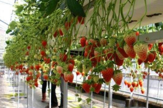 草莓树怎么养如何种植