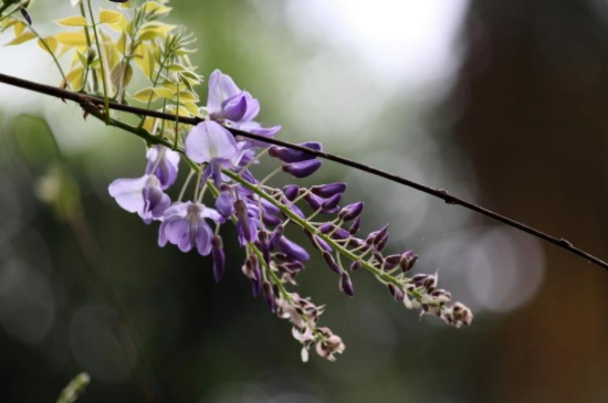 紫藤扦插生根最快方法