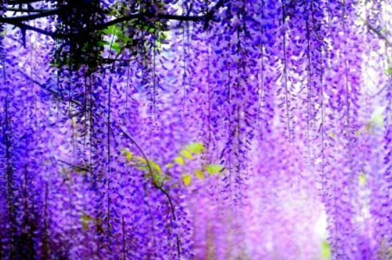 紫藤扦插生根最快方法
