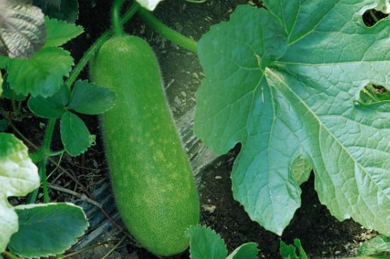 菜瓜种植时间和方法