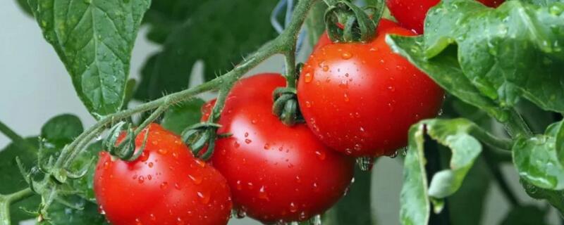 番茄籽怎么种植方法