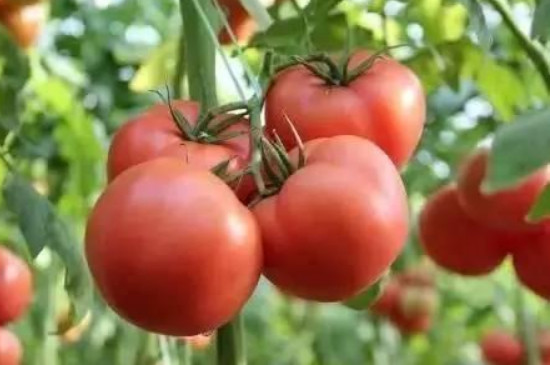 番茄籽怎么种植方法
