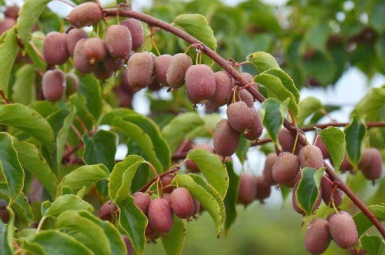 软枣猕猴桃能盆栽吗