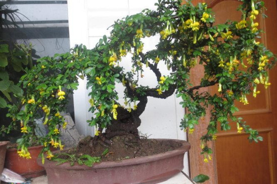 金雀花的盆栽种植方法