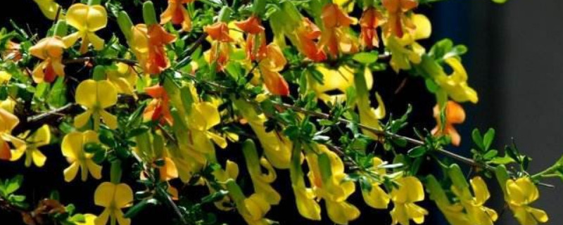 金雀花的盆栽种植方法