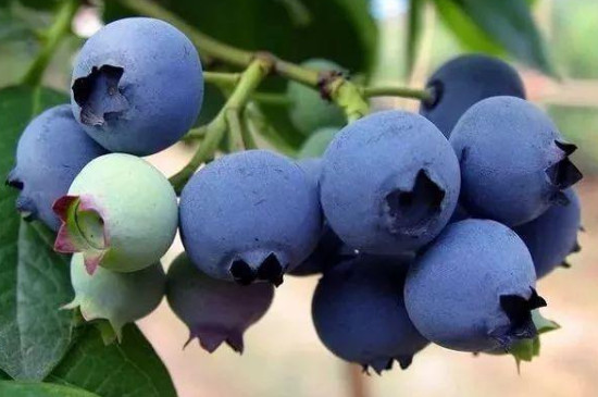 蓝莓落果是什么原因