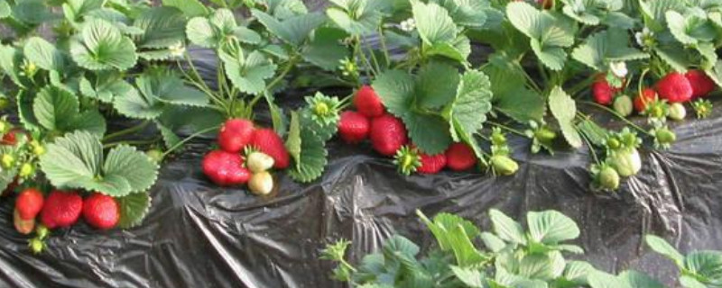 草莓多久开花结果