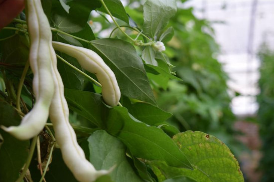 白不老豆角种植时间和方法