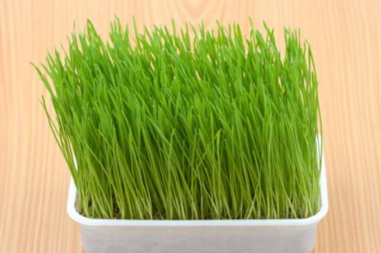 土培猫草怎么种植方法