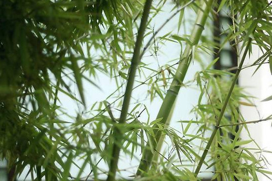 竹子种子怎样育苗