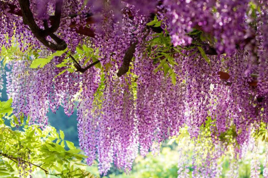 紫藤为什么只长叶不开花