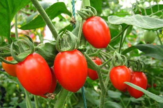 西红柿籽怎么种