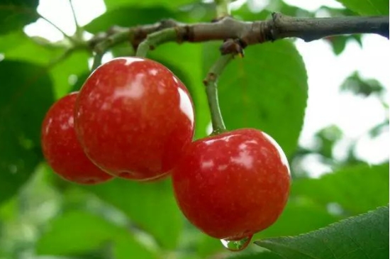 樱桃种子怎么催芽方法