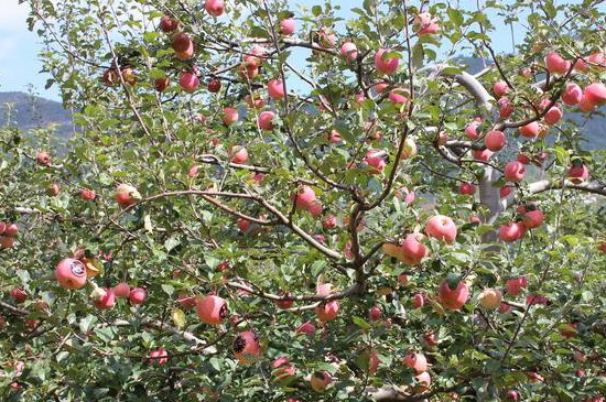 苹果树光长条不开花怎么办