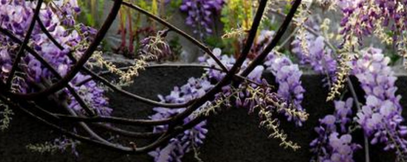紫藤种子催芽方法