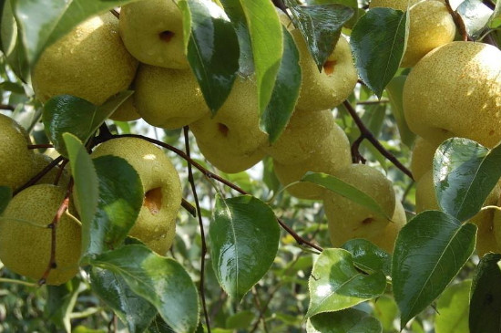 梨树种植技术与管理