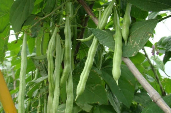 无架四季豆的种植方法和时间