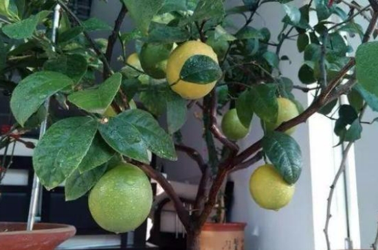 盆栽香水柠檬怎么养护