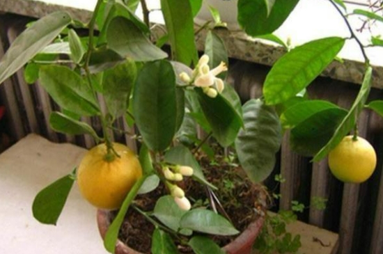 盆栽香水柠檬怎么养护