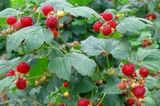 树莓的种植方法和时间