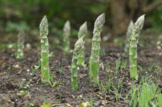 芦笋苗的种植和管理方法