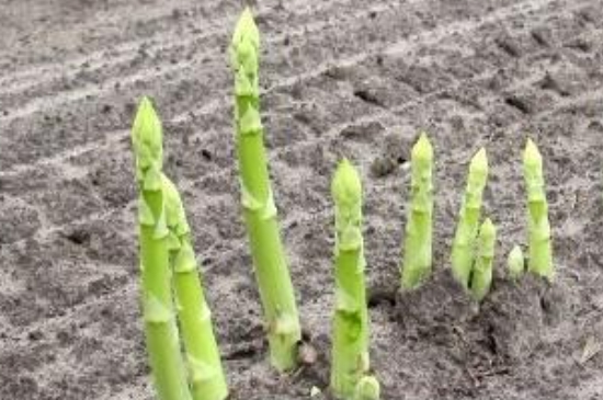 芦笋苗的种植和管理方法