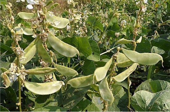 扁豆的种植时间和种植方法