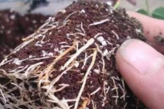 种子怎么用生根粉发芽