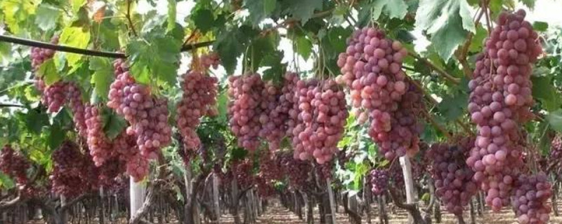 葡萄种植需要施什么肥料