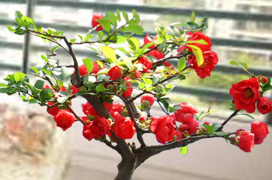 长寿乐海棠一年开几次花