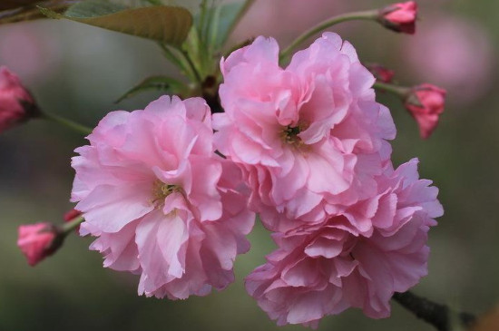 樱桃树开花是樱花吗
