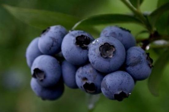 蓝莓花苞干枯了什么原因