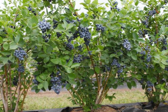 如何种植蓝莓树苗盆栽