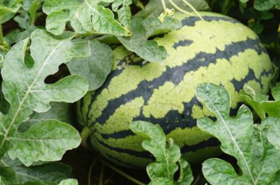 西瓜种子怎么发芽育苗