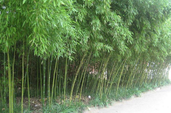 竹子移栽时间和方法