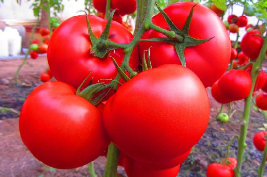 西红柿种子不泡能发芽吗