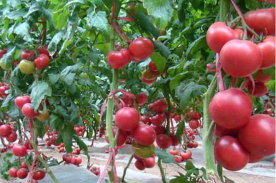 盆栽小番茄多久浇一次水