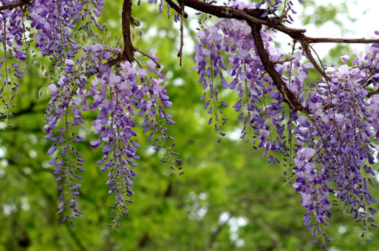 紫藤老枝扦扦插能活吗