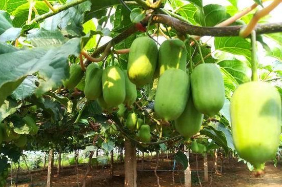 软枣猕猴桃几月份栽种
