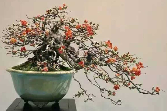 日本长寿梅一年开几次花