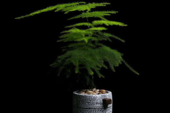 如何养文竹才能变得又高又绿