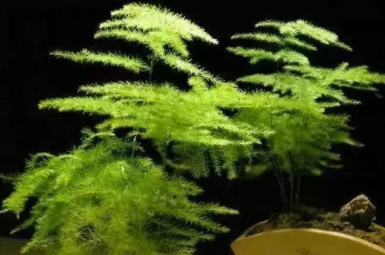 如何养文竹才能变得又高又绿